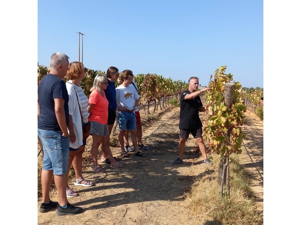 Wine Lovers: Winery Tour w/ Tasting & Tapas (Albufeira/Vilamoura)