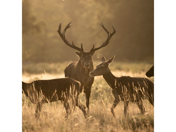 Wildlife Photography Workshop in Richmond Park in London