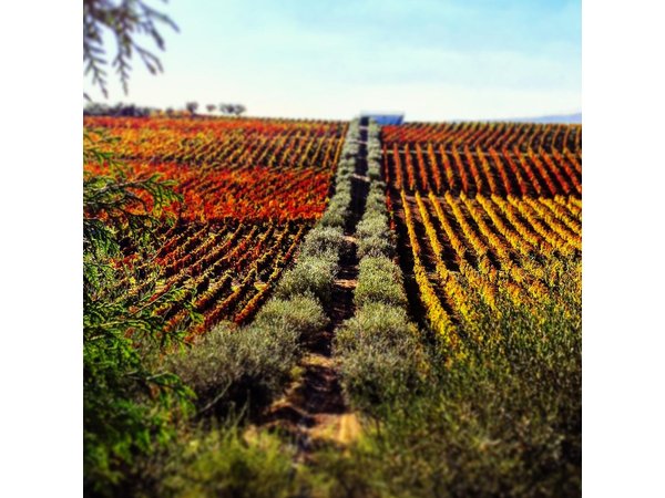 Douro Valley — Private UNESCO Wine & Cultural Experience