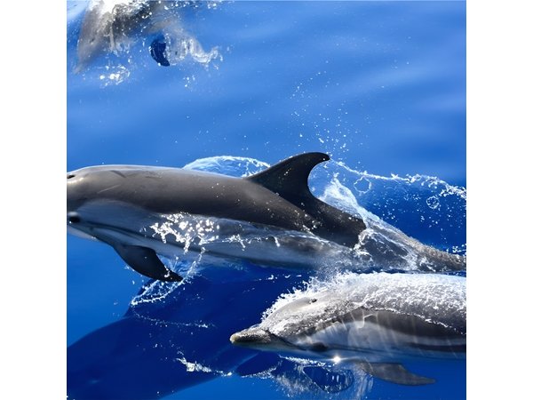 Dolphin Watching Mini Cruise and Snorkeling from Lanzarote