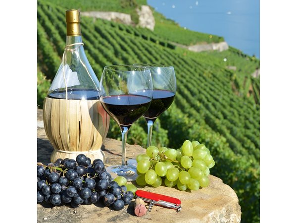 Peljesac Vineyards & Oysters - Private Day Trip from Dubrovnik-Mercedes Vehicle