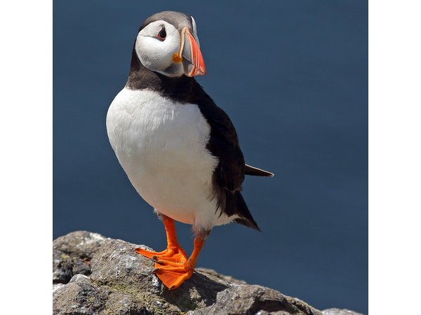 North East Coastal Trail Small Group Day Tour from Aberdeen