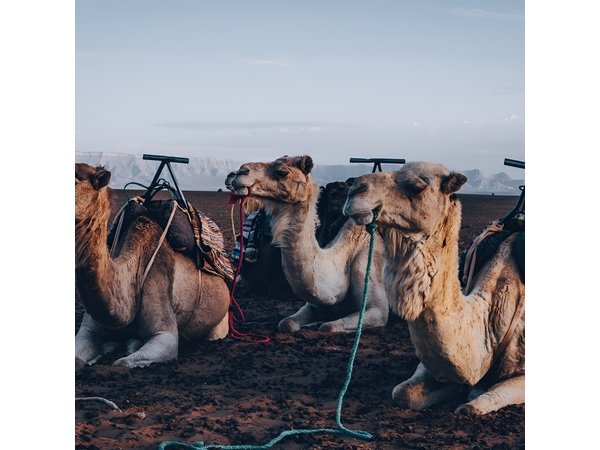 Marrakech Day Tour to the Atlas Mountains & Camel Ride Three Valleys, Waterfalls