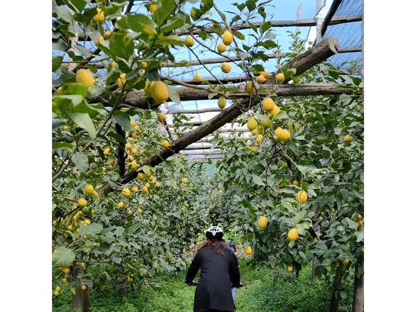 Backroads & Limoncello Experience: Sorrento E-Bike Tour
