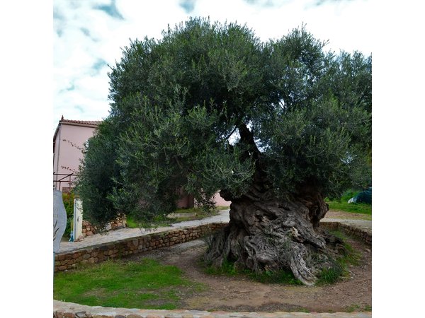 Private Chania Half-Day: Olive Tree, Brewery & Monastery