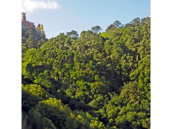 Rock Climbing in Sintra, Lisbon