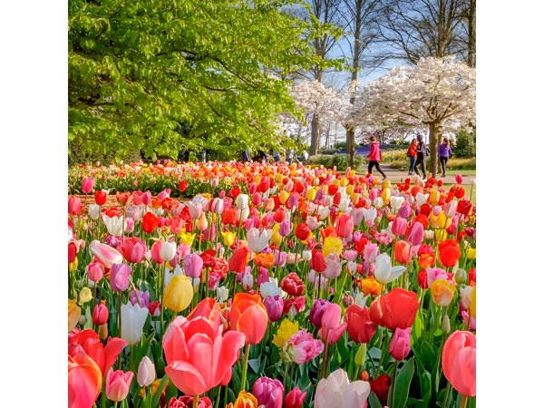 Skip-the-Line Keukenhof Gardens and Tulip Fields Tour from Amsterdam