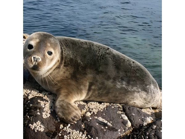 Seabird & Seal Farne Islands Cruise. 1.5 hours long. Departing from Seahouses.