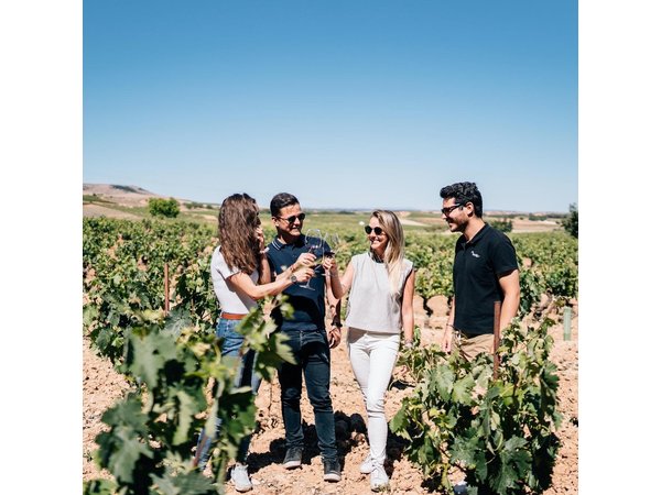 Private Segovia & Ribera del Duero with Wine Tasting from Madrid