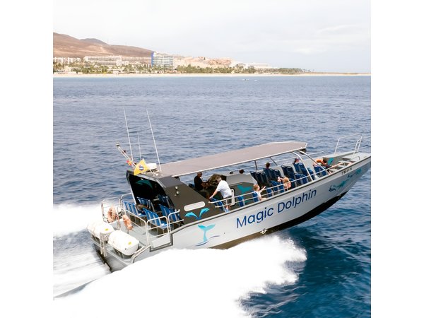 2-Hour Dolphin Watching Experience in Fuerteventura