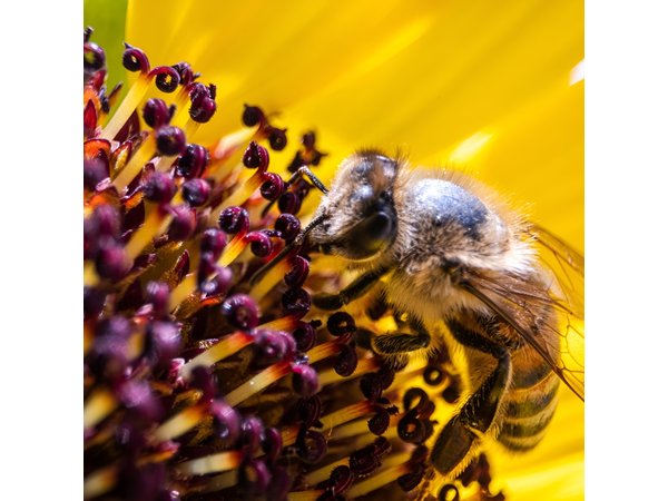 Discovering Bees in Volterra