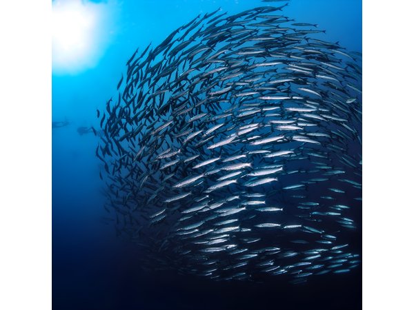 Double Dive Elba Island