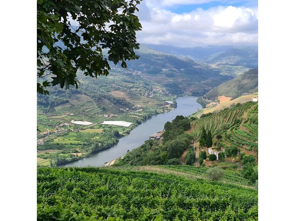 Douro Valley Private Tour (winery + boat + viewpoint)