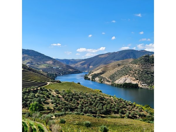 Private Douro Valley Tour (2 wineries + boat)
