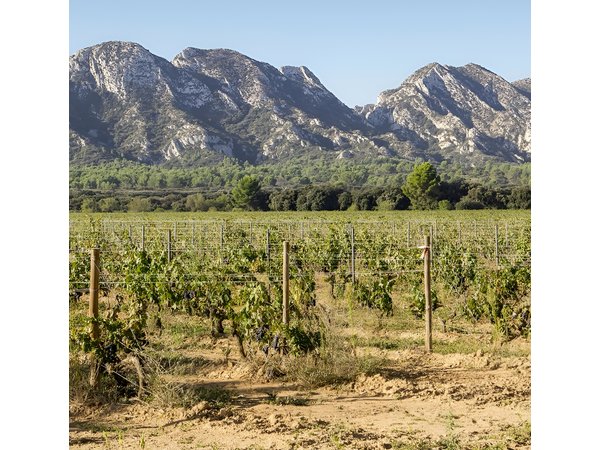 Les Baux de Provence : Wine day Tour : 7 hours