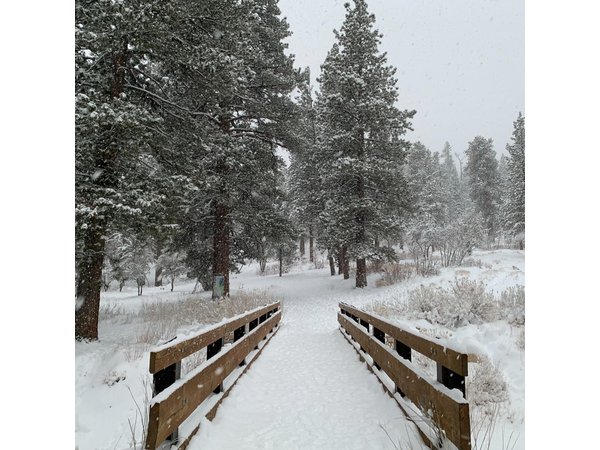Mount Charleston Tour from Las Vegas