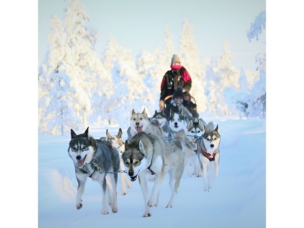 7km Self Driven Husky Sled Adventure in Rovaniemi