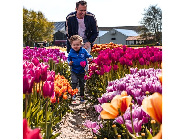 Tulip Experience and Keukenhof Flower Gardens Tour from Amsterdam