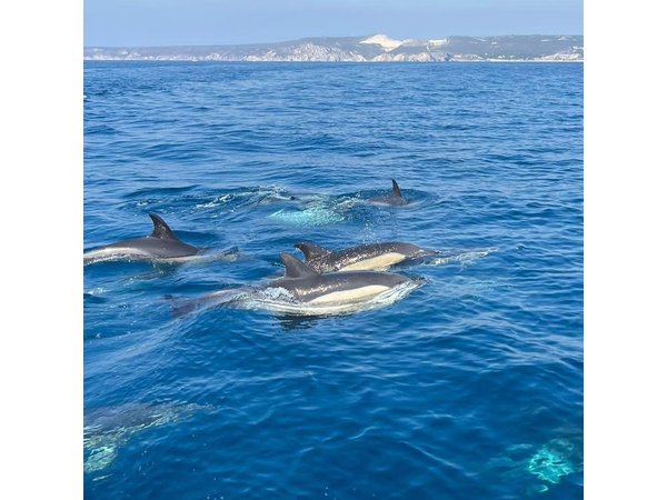 Sesimbra: Arrábida Dolphin and Whale Watching tour with biologist