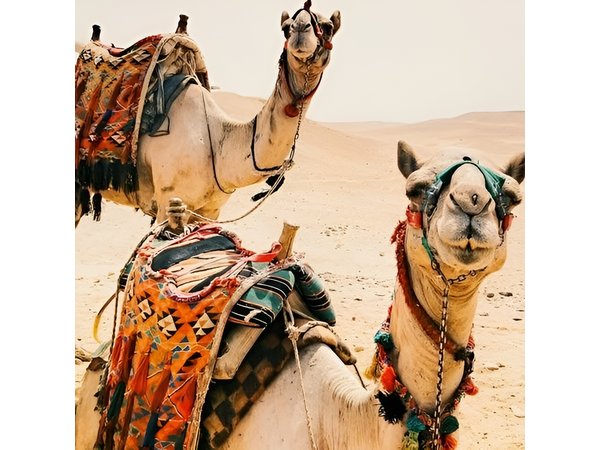 5-Day Sahara Desert Tour from Marrakech: Shared or Private