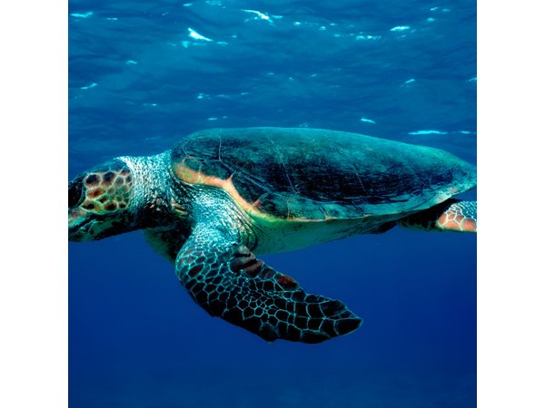 Laganas Zakynthos: Marathonissi, Keri Caves and Turtles Spotting