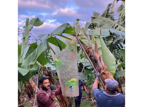 Tenerife Eco Banana Farm Tour