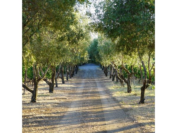 Rome Countryside Vineyards and Wine Tasting - Private Tour