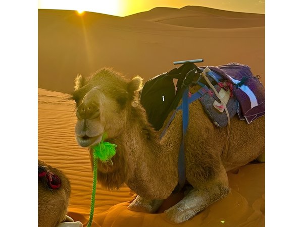 5 Day Desert Tour from Marrakech to Tangier Fes and Chefchaouen