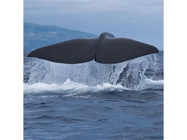 Whale and Dolphin Watching Tour on Pico Island