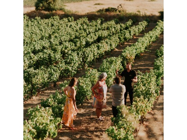 Kostantakis Winery - Milos Island Tour & Wine Tasting Experience