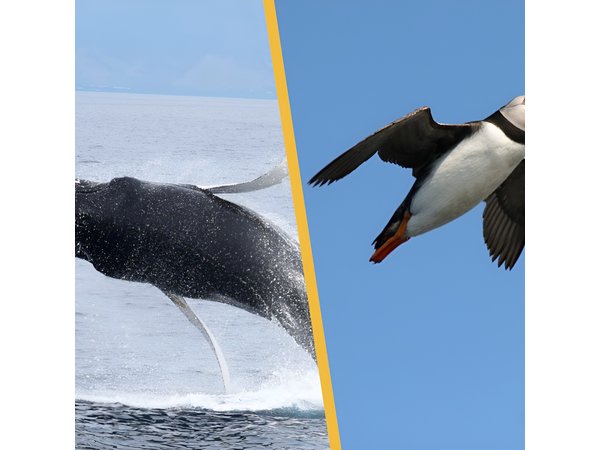 Iceland Super Saver: Puffin Cruise plus Whale-Watching Tour from Reykjavik