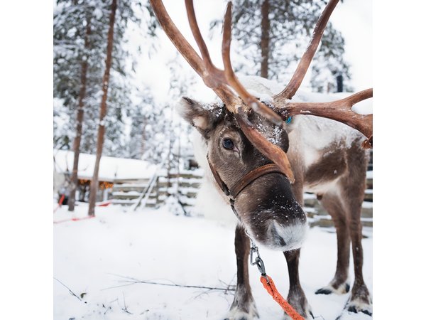 Rovaniemi 2 days Activities Package