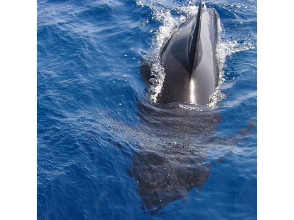 Private Sailing - dolphin Experience Estepona - drink & food - 4h