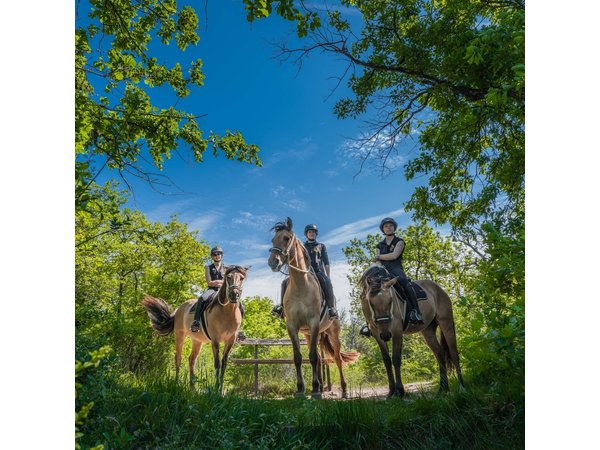 Day Trip to Fontainebleau : Horse Riding, Gastronomy and Castle