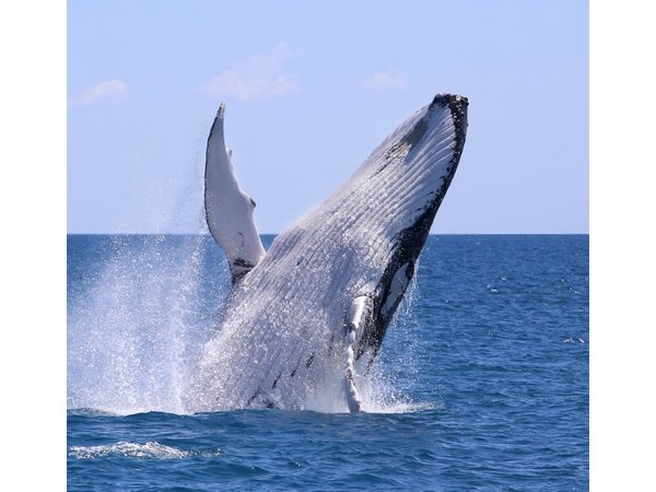 Bahía Málaga: Humpback Whale Watching in Cali - Colombia