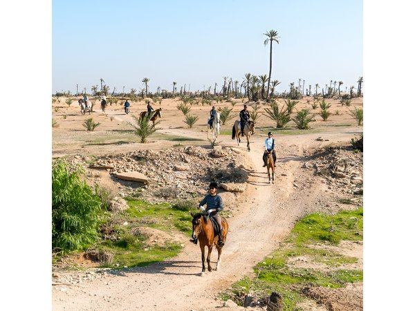 Marrakech : Private Horse Ride in the Palm Grove with Tea
