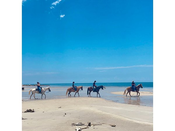 Guided Horseback Riding on The Pristine Waters of Miami Florida