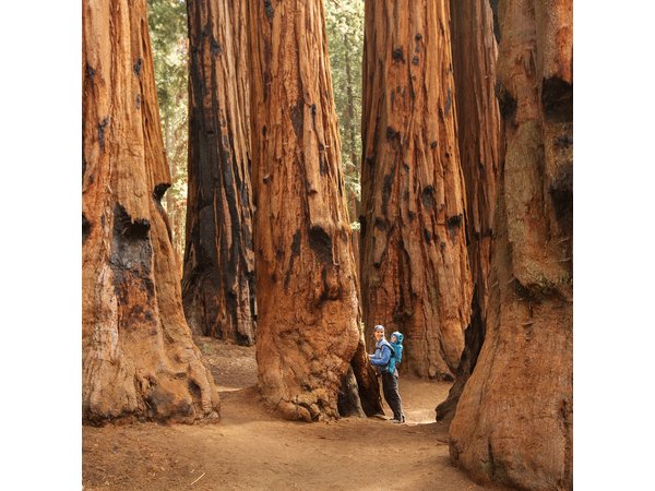 Sequoia National Park Small-Group Tour from Three Rivers