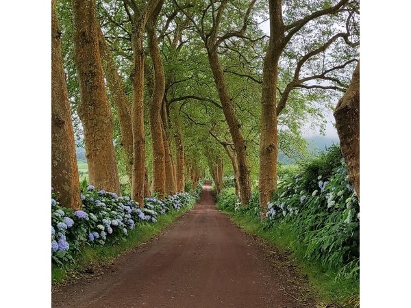 Private Custom Tour in São Miguel Island