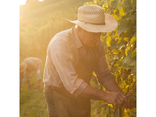 Private tour of the Champagne area, meet local producers and taste their Champagne, start from your hotel in Paris.