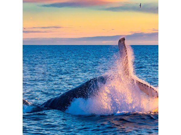 Whale Watching and Golden Circle Tour from Reykjavik