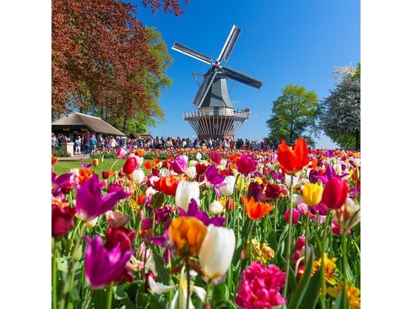 Keukenhof Day Trip from Rotterdam Cruise Terminal & City Center
