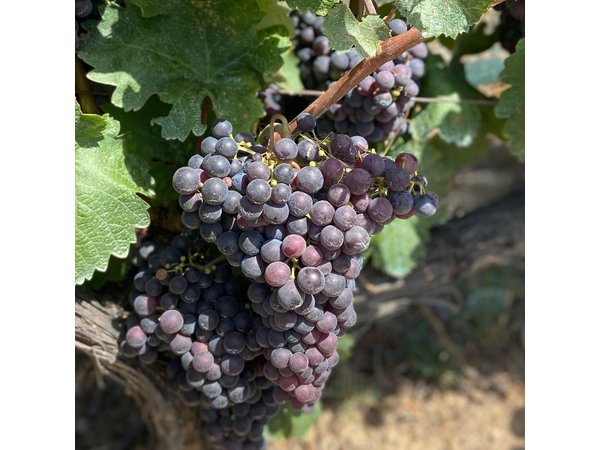 Small Group Guided E-bike Tour in Nice's Organic Vineyard
