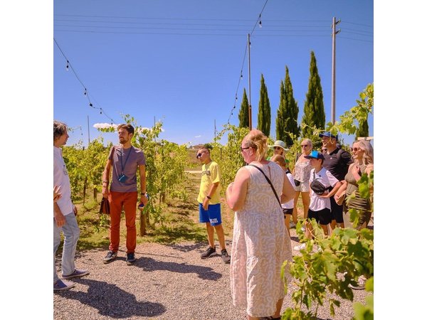 Siena, San Gimignano and Chianti Wines Day Tour from Florence