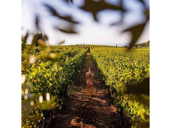 Wine Tasting in Frascati from Rome