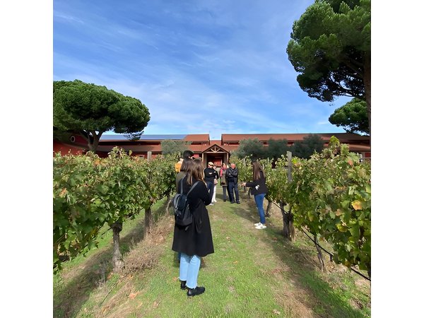 Ribera del Duero Wine Tour from Madrid with 3 Wineries & Lunch