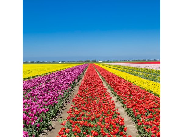 Day Trip to Famous Tulip Route in Noordoostpolder From Amsterdam