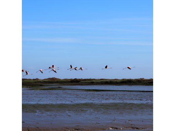 Lisbon : Boat Tour - Bird Observation in the Tejo Nature Reserve