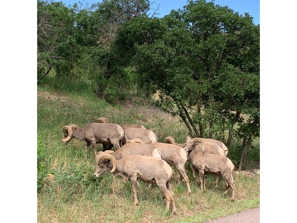 Colorado Springs: Garden of the Gods Luxury Jeep Tours
