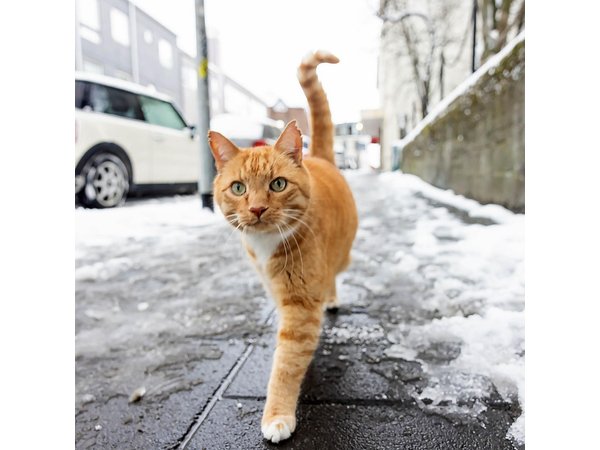 Private Reykjavik Cat Walking Tour